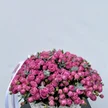 a3e1e3e3-1d52-4754-a1f2-ed8a050f879e-12771845.jpg